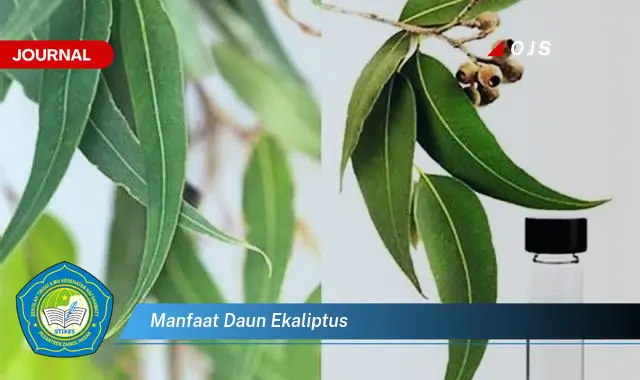 manfaat daun ekaliptus