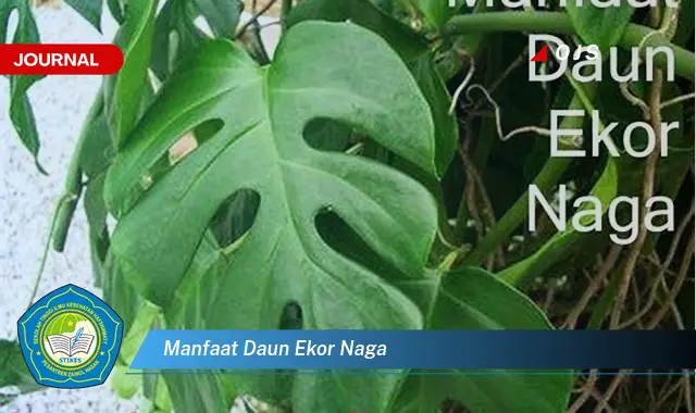 manfaat daun ekor naga