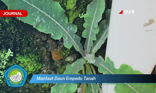 manfaat daun empedu tanah