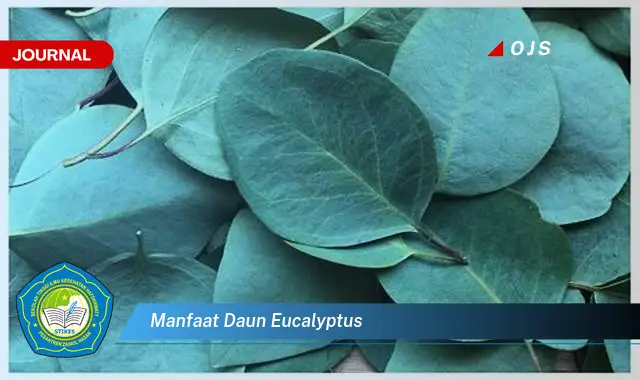 manfaat daun eucalyptus