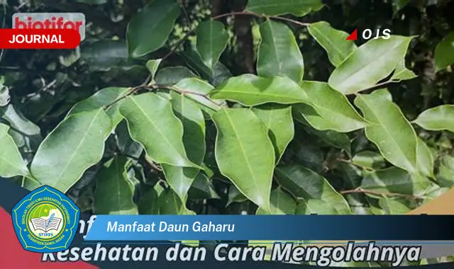 manfaat daun gaharu