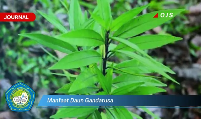 manfaat daun gandarusa