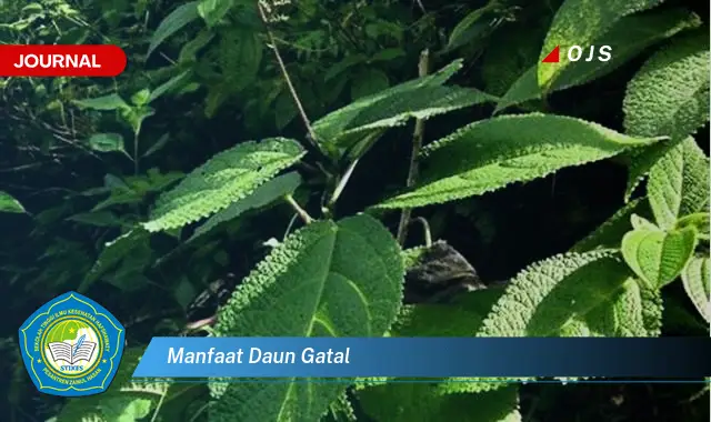 manfaat daun gatal