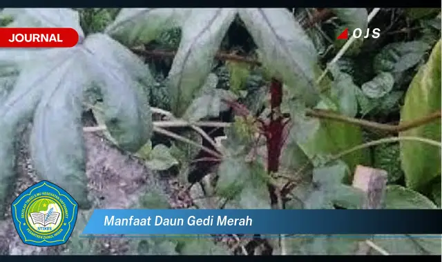 manfaat daun gedi merah