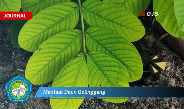 manfaat daun gelinggang