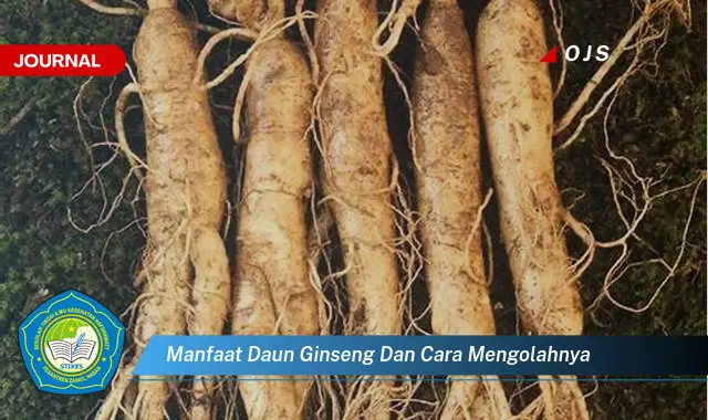 manfaat daun ginseng dan cara mengolahnya