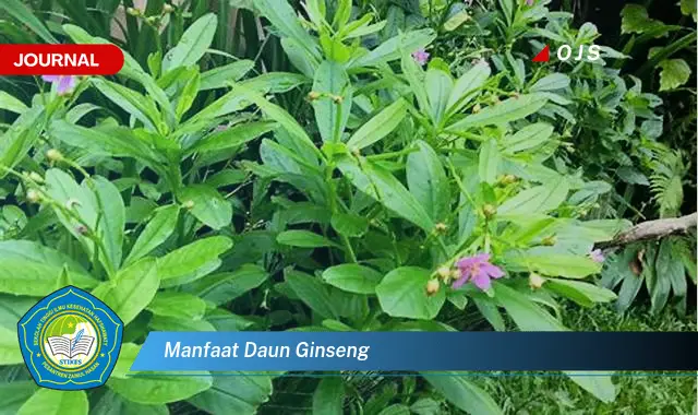 manfaat daun ginseng