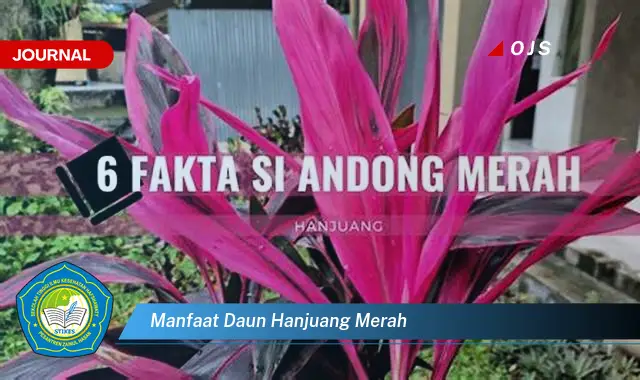 manfaat daun hanjuang merah