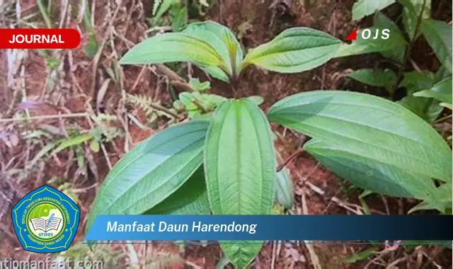 manfaat daun harendong