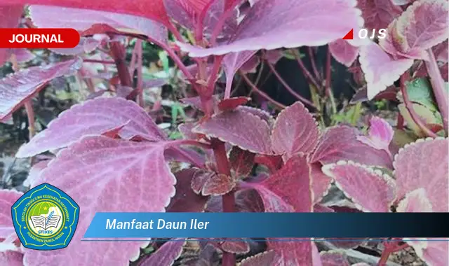 manfaat daun iler