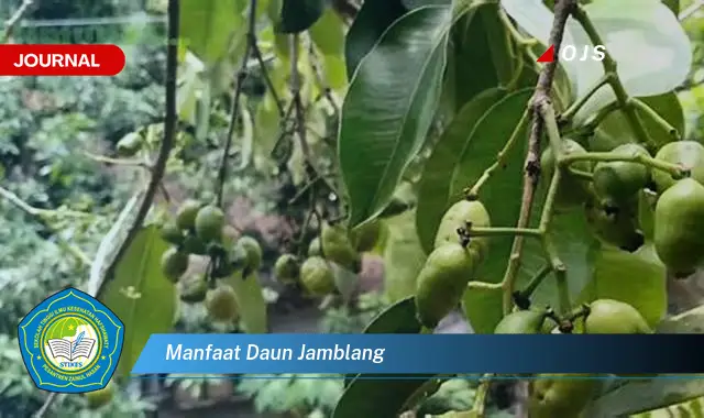 manfaat daun jamblang