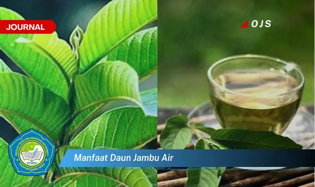 manfaat daun jambu air