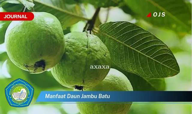 manfaat daun jambu batu