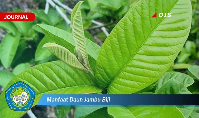 manfaat daun jambu biji