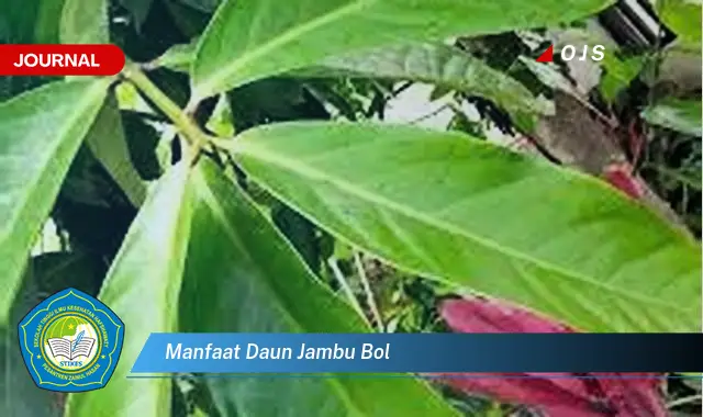 manfaat daun jambu bol