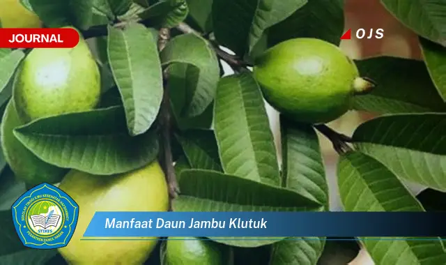 Ketahui 10 Manfaat Daun Jambu Klutuk untuk Kesehatan dan Kecantikan Anda