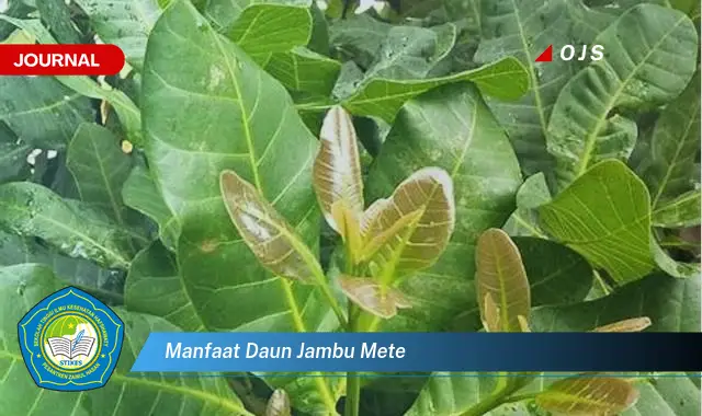 manfaat daun jambu mete