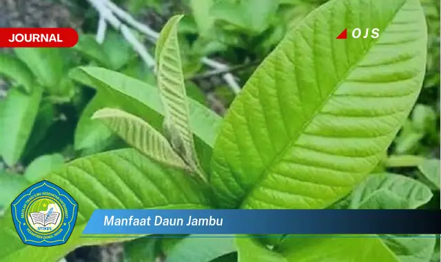 manfaat daun jambu