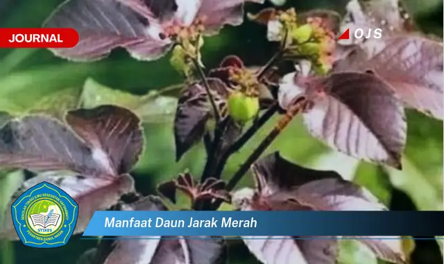 manfaat daun jarak merah