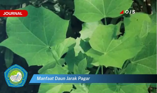 manfaat daun jarak pagar