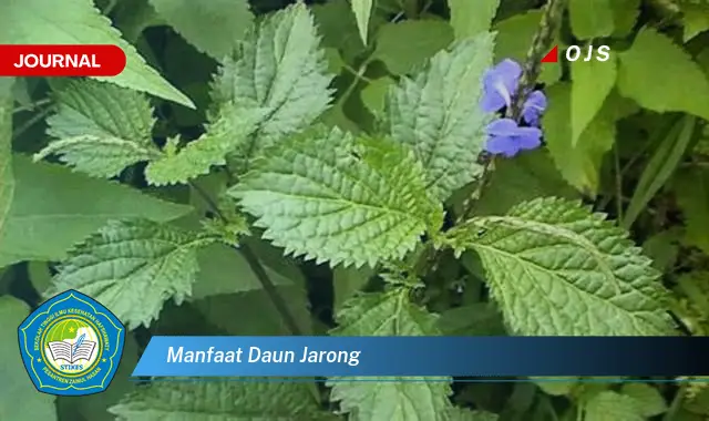 manfaat daun jarong