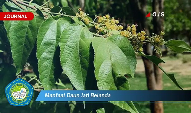 manfaat daun jati belanda