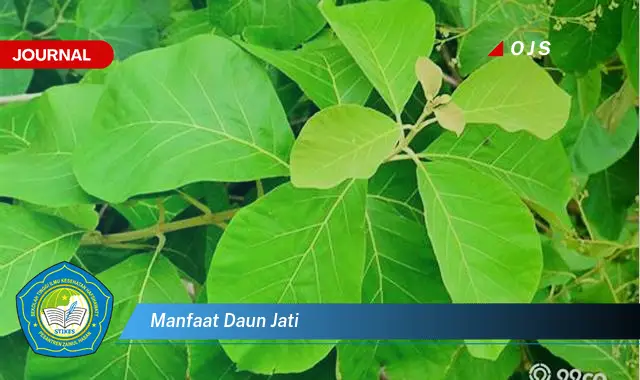 manfaat daun jati