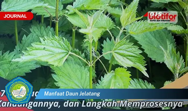 manfaat daun jelatang