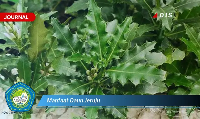 manfaat daun jeruju