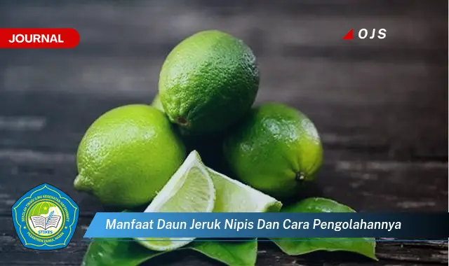 manfaat daun jeruk nipis dan cara pengolahannya