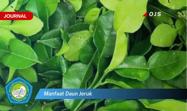 manfaat daun jeruk