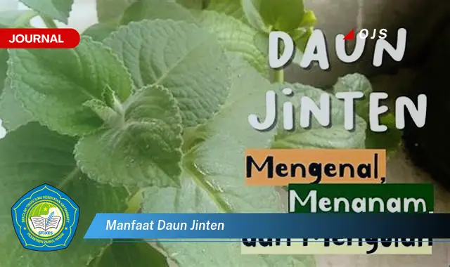 Ketahui 6 Manfaat Daun Jinten yang Wajib Kamu Intip - E-Journal