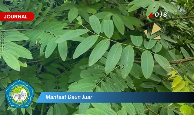 manfaat daun juar