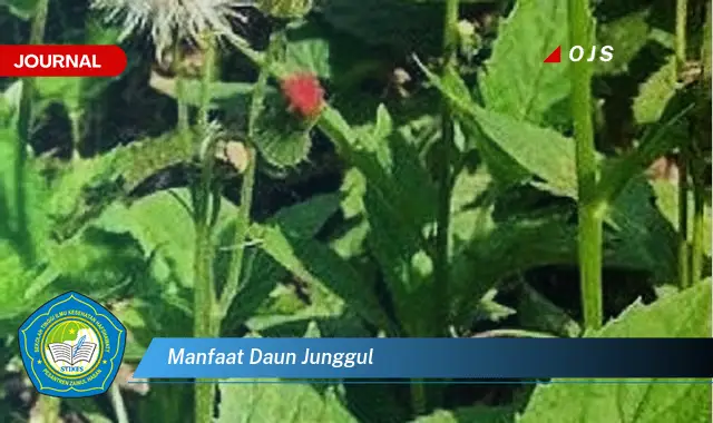 manfaat daun junggul