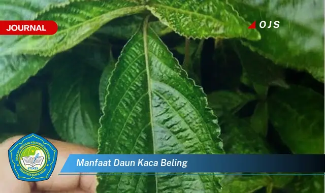 manfaat daun kaca beling