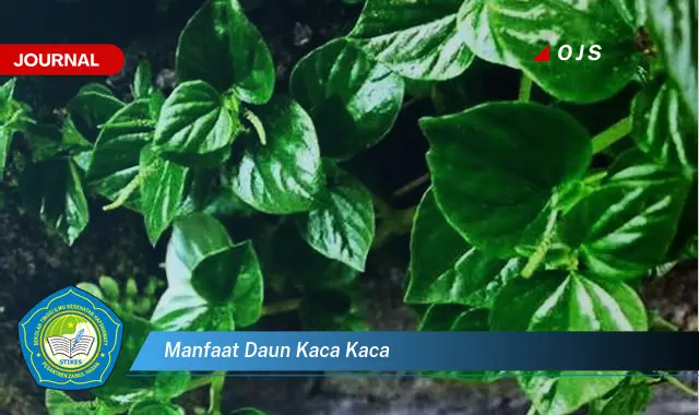 manfaat daun kaca kaca