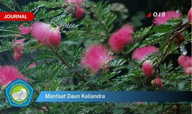 manfaat daun kaliandra