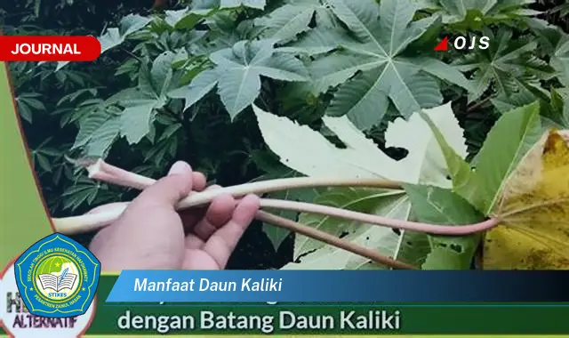 manfaat daun kaliki