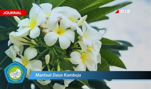 manfaat daun kamboja