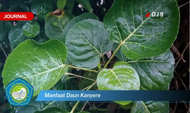 manfaat daun kanyere