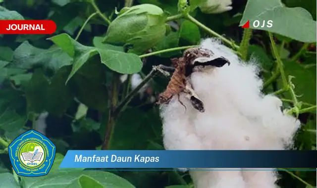 manfaat daun kapas