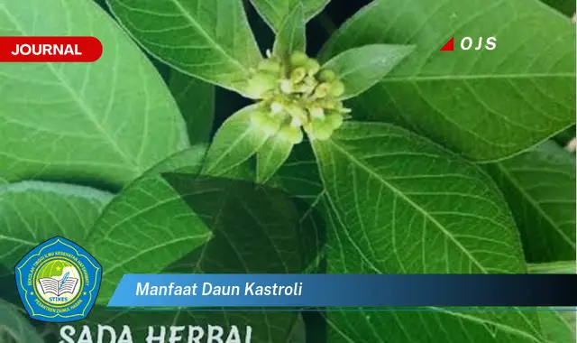 manfaat daun kastroli