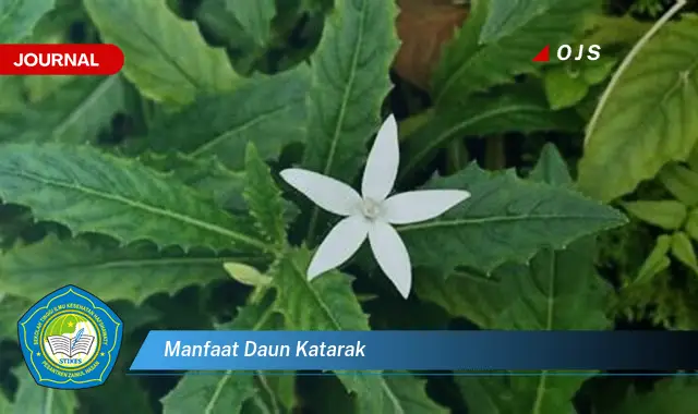 manfaat daun katarak