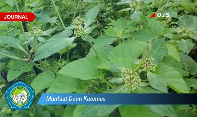 manfaat daun katemas