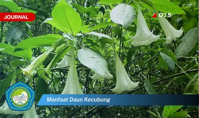 manfaat daun kecubung