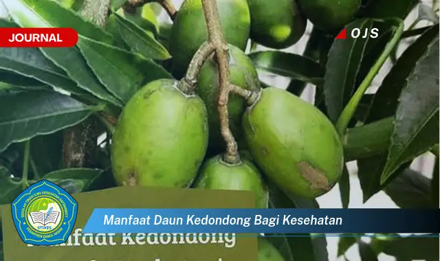 manfaat daun kedondong bagi kesehatan