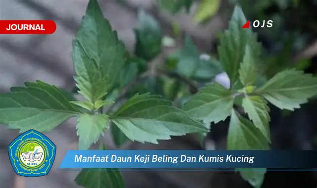 manfaat daun keji beling dan kumis kucing