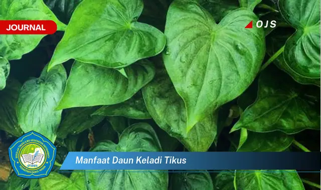 manfaat daun keladi tikus