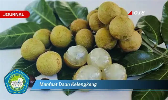 manfaat daun kelengkeng