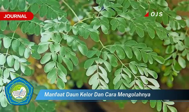 Ketahui 8 Manfaat Daun Kelor untuk Kesehatan dan Cara Mengolahnya Menjadi Hidangan Lezat